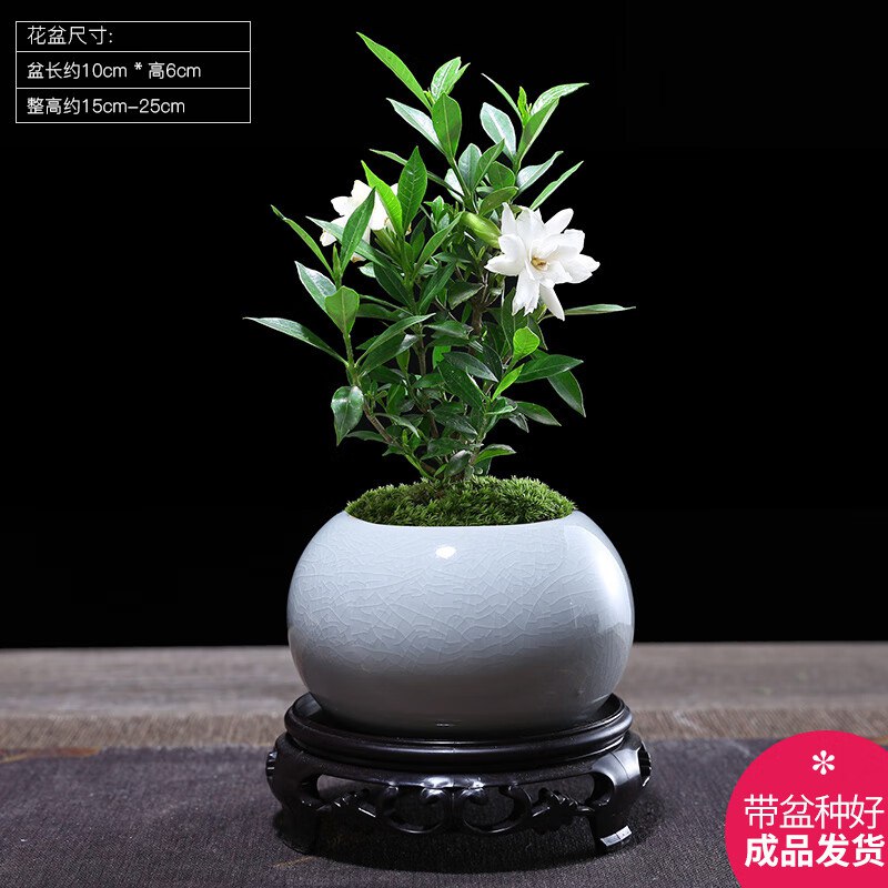 9.9元 幼薇 栀子花+白色琉璃盆+圆形底盘 带盆栽好
