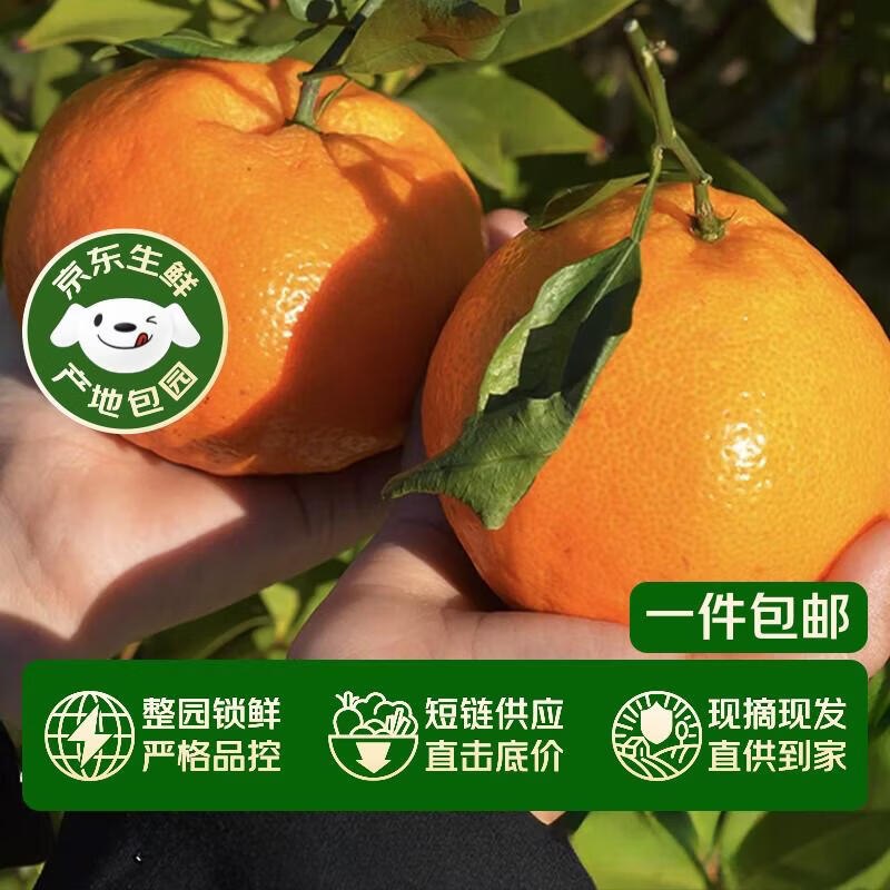 【自营】京鲜生 四川春见耙耙柑净重4.5-5斤礼盒装 单果170g+