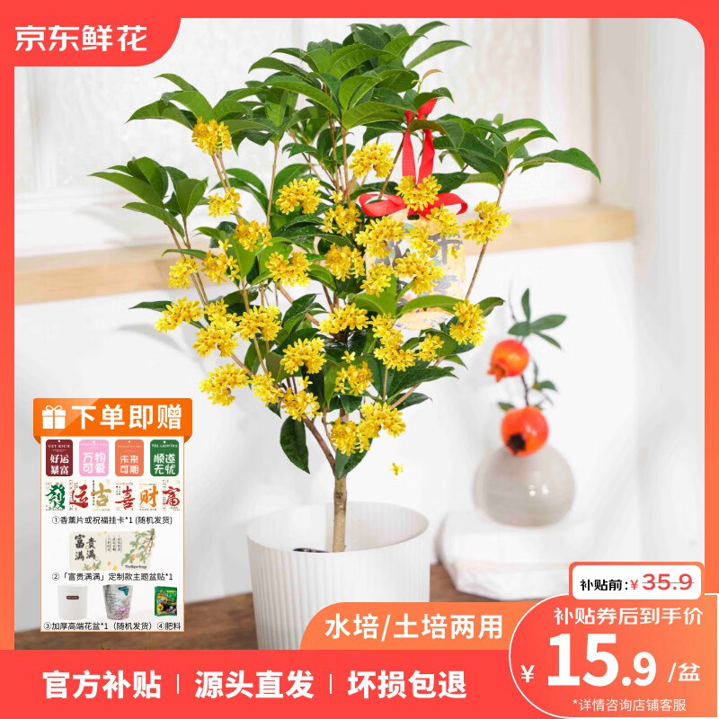 ToSpring 水培土培两用四季桂花