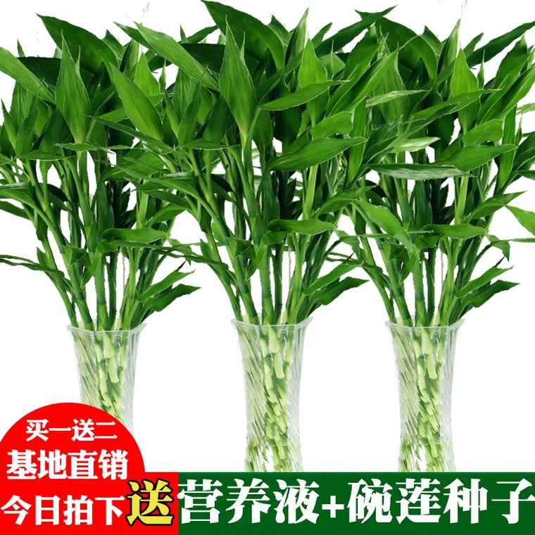 富贵竹水培植物转运竹 (u8Ka1ECZvKX)  4.6元起