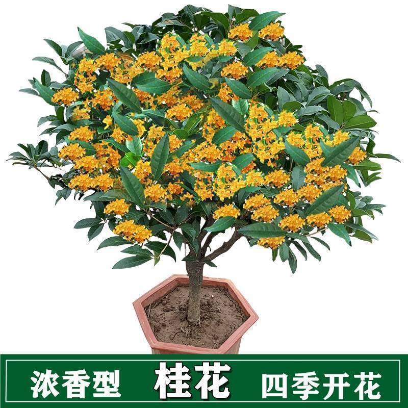 桂花树苗盆栽植物浓香型室内客厅花卉庭院绿植桂花苗盆景四季开花，1.43元