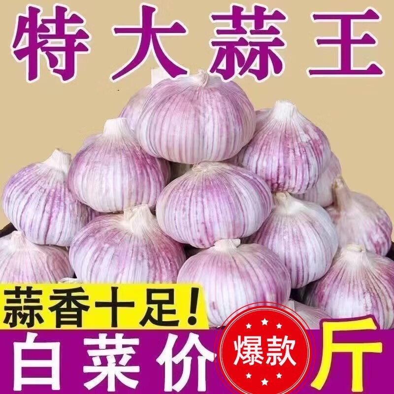静益乐源山东紫皮大蒜精品大蒜3斤 【中果】