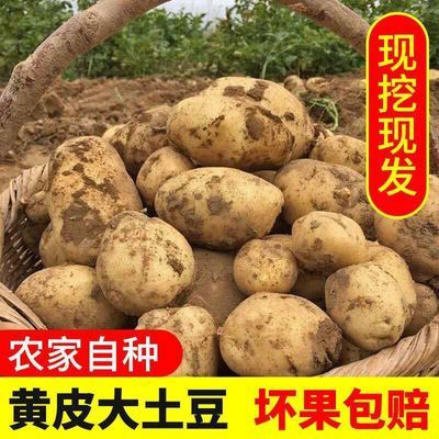甘肃定西现挖土豆洋芋新鲜土豆洋芋黄心土豆5/10斤马铃薯蔬菜土豆