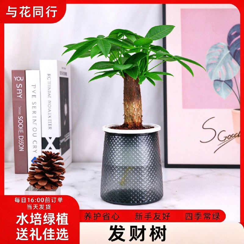 【与花同行】鲜花合集！！6.49元 单杆发财树+轻奢钻石储水盆