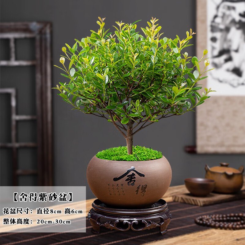 幼薇 小叶赤楠+舍得紫砂盆+圆形底盘