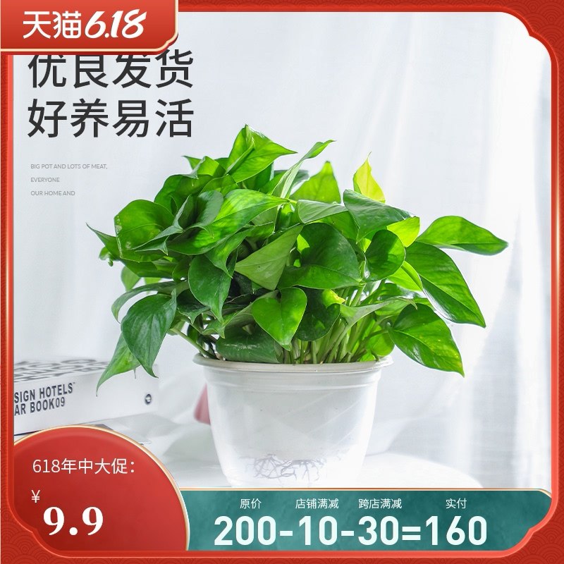 0点后下单 先领券 6.9元绿萝盆栽绿色室内垂吊花卉(sSv6XTnVwN9)/  ---6月9日手机同享6.18促销价