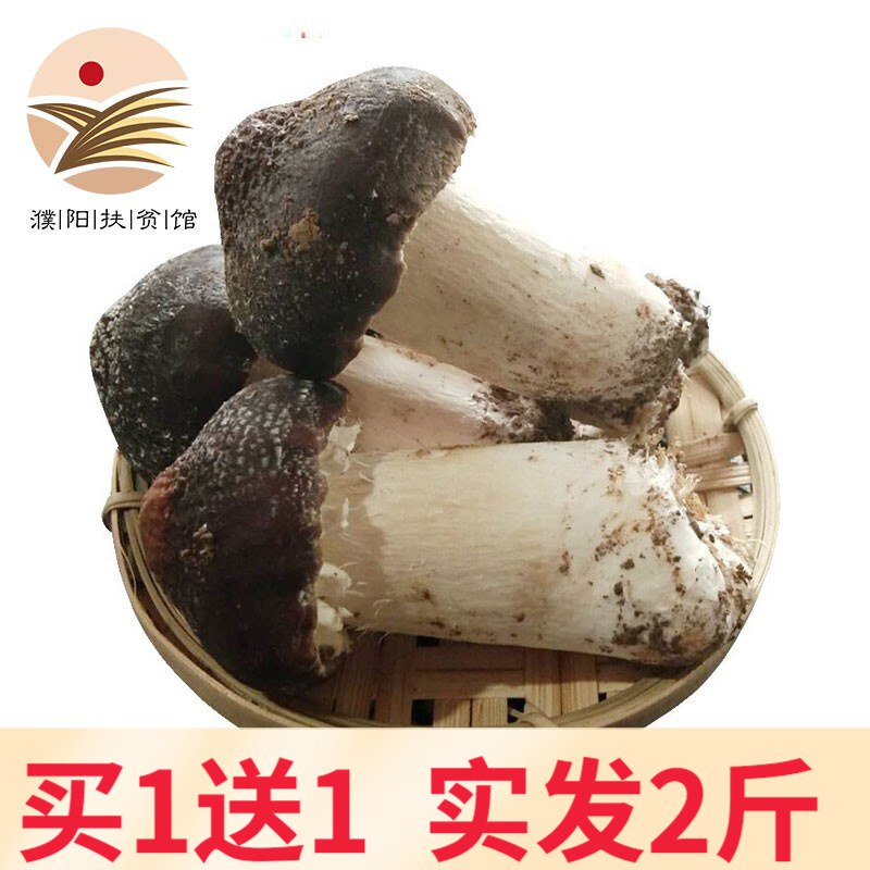 新鲜松茸 舌尖上的美味