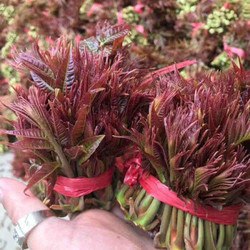 【京东】现货新鲜头茬香椿芽 2斤 33.8元包邮