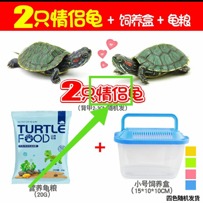 8.6元    拍第一个款式两只乌龟+饲养盒+40天龟粮(TC33cIuRFAN)/ 乌龟都有伴，你跨年都没得..