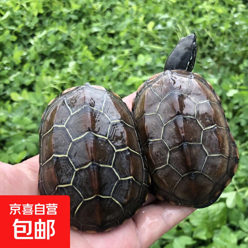 拼团乌龟0.1元