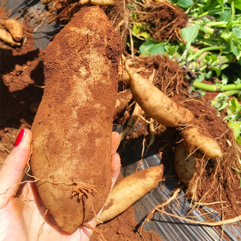 云南天山雪莲果【送削皮刀】 