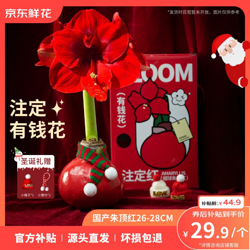 自营京东鲜花 蜡球朱顶红礼盒装