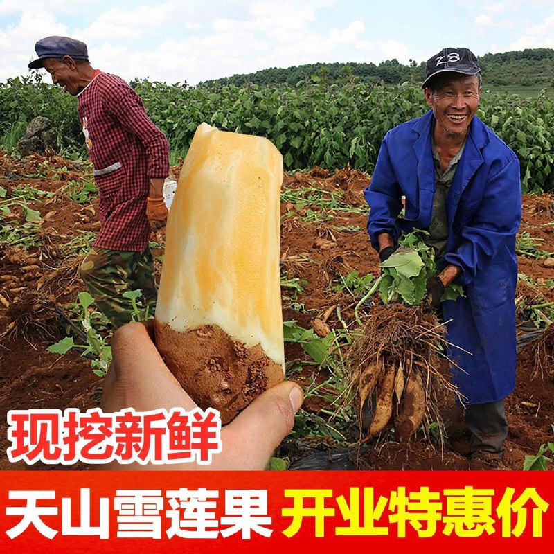 【开业惊喜价】云南天山雪莲果新鲜整箱红心特级包邮现挖红心红泥