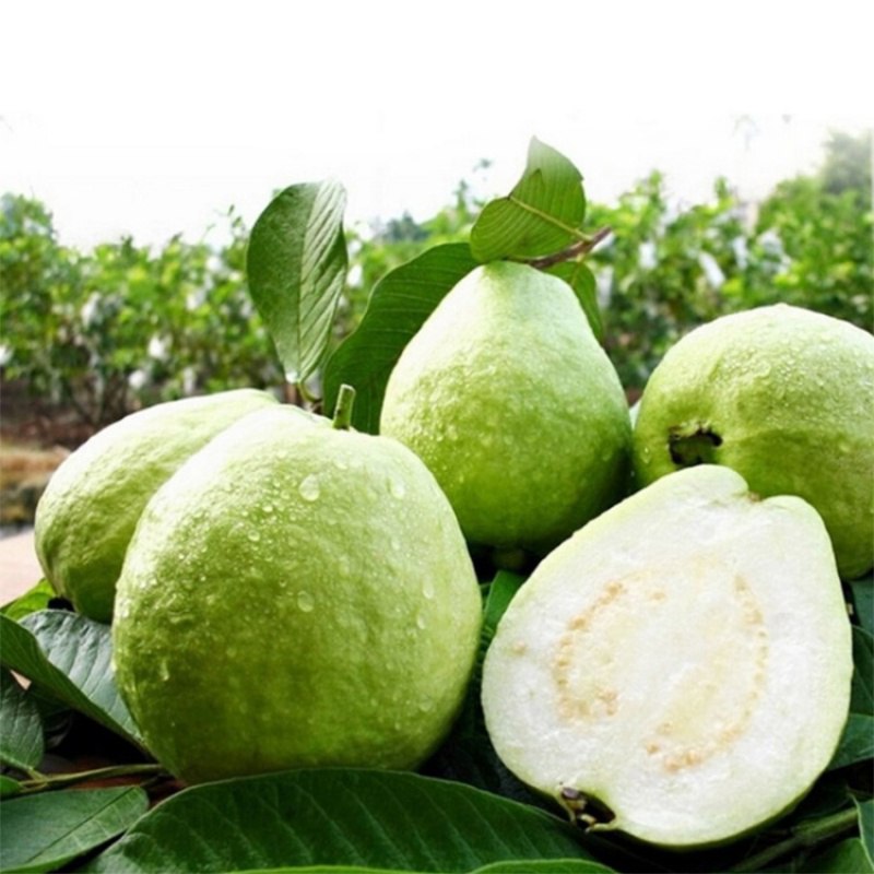 【疫情特供】白心芭乐果番石榴 