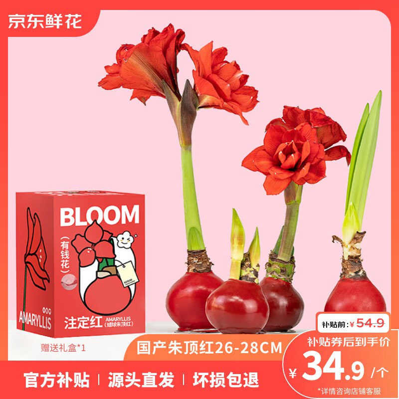 自营京东鲜花 蜡球朱顶红礼盒装