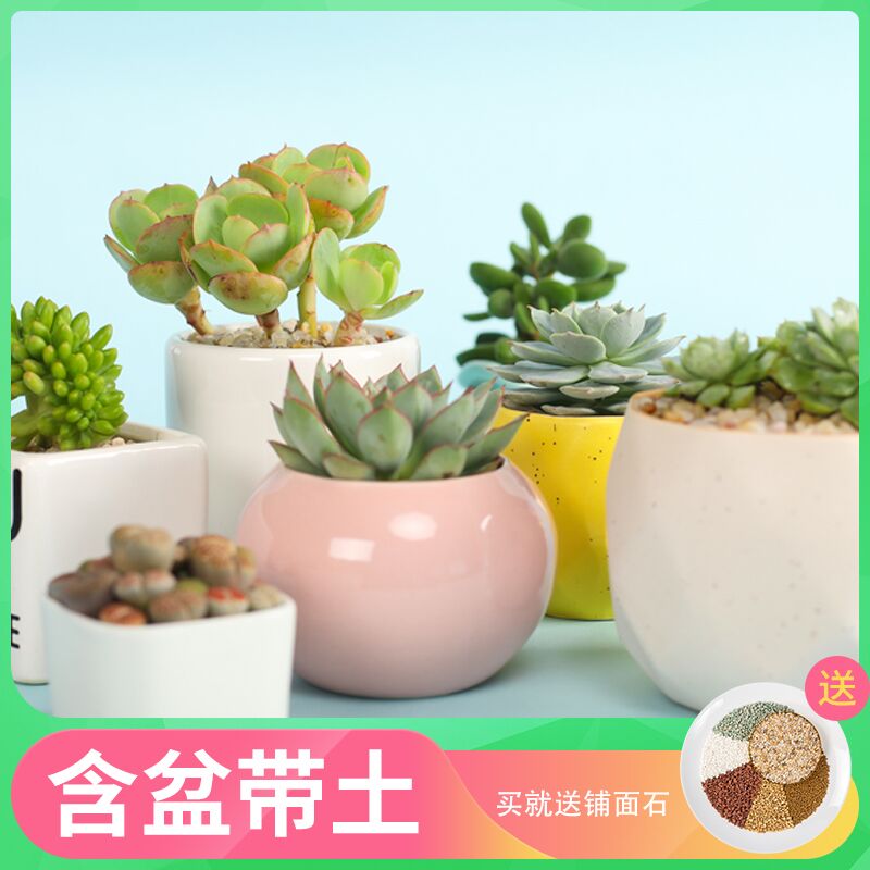 5.9元 含盆带土超萌多肉植物室内盆栽(zKhRchvdgU6)/