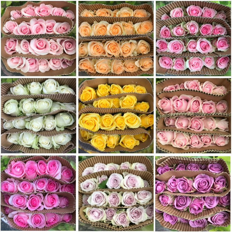 玫瑰花10枝，18.9