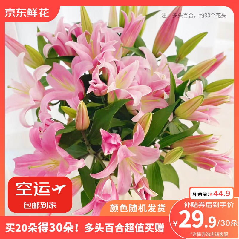 【自营】京东鲜花 百合随机30朵(含赠)