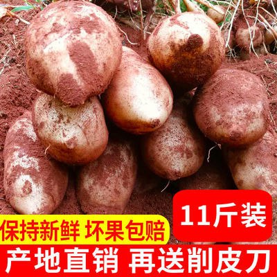 【产地直销】云南天山雪莲果黄心菊薯万根苕应季新鲜水果3/5/11斤5.2元