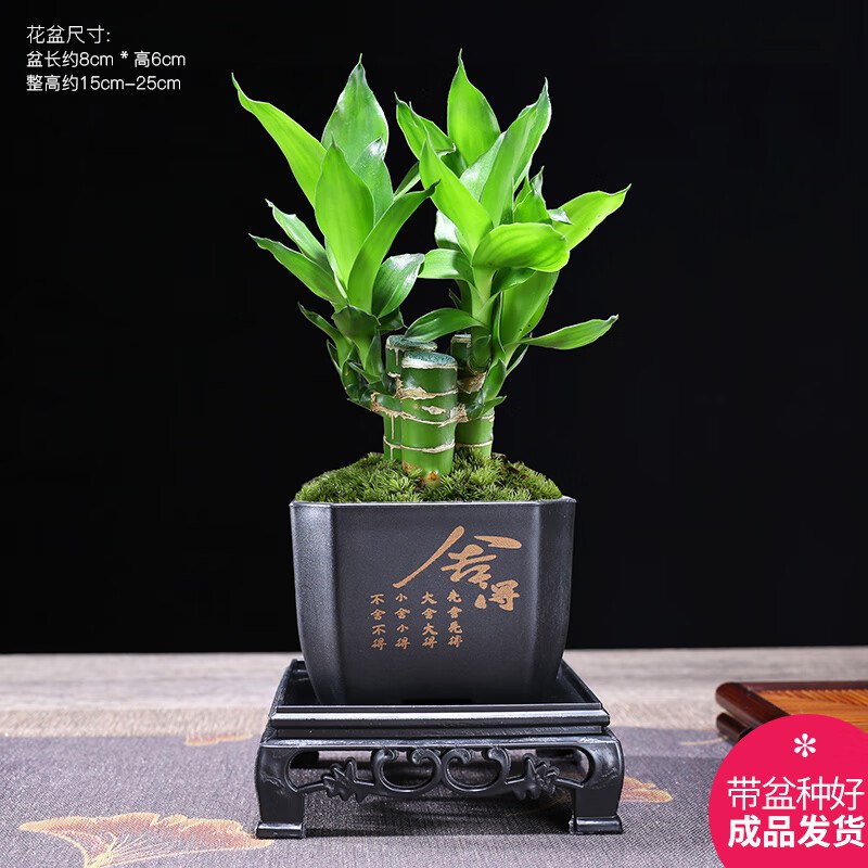 幼薇 富贵竹丛林+四方舍得PVC盆+方形底盘