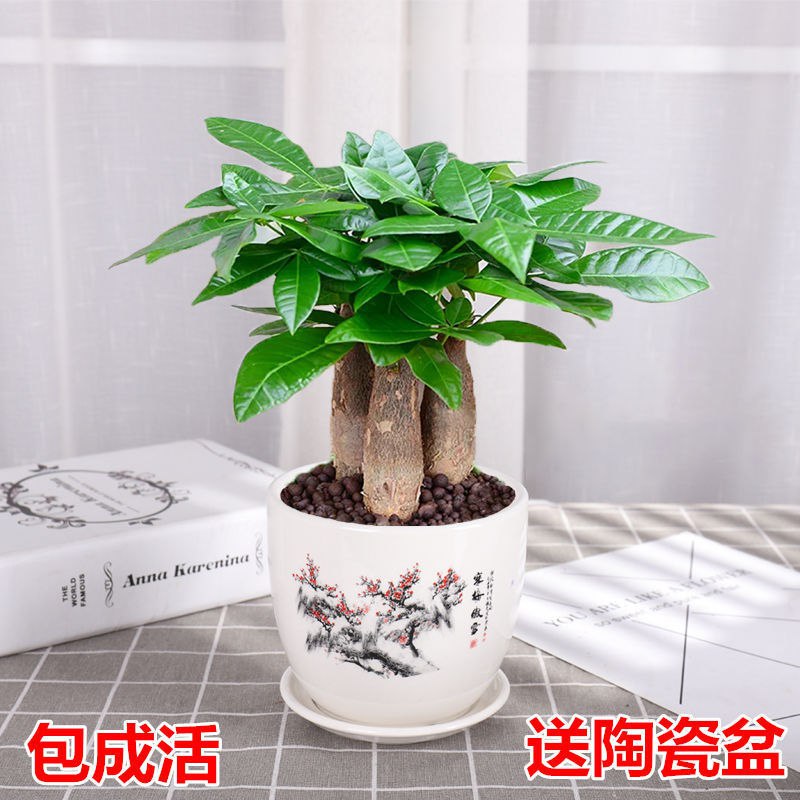 发财树盆栽大号室内客厅办公室桌面绿植花卉小盆栽吸甲醛招财，0.31元