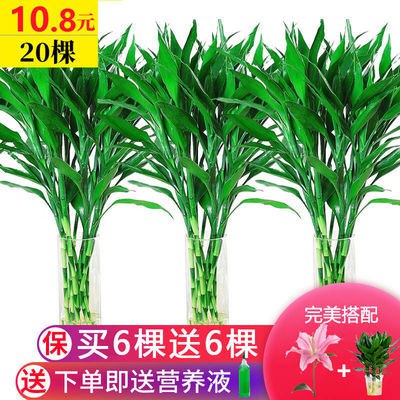 富贵竹水养水培植物转运竹室内绿植花卉客厅办公室观音竹盆栽包邮