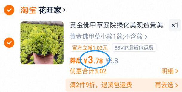 3.7亓‼黄金佛甲草1盆