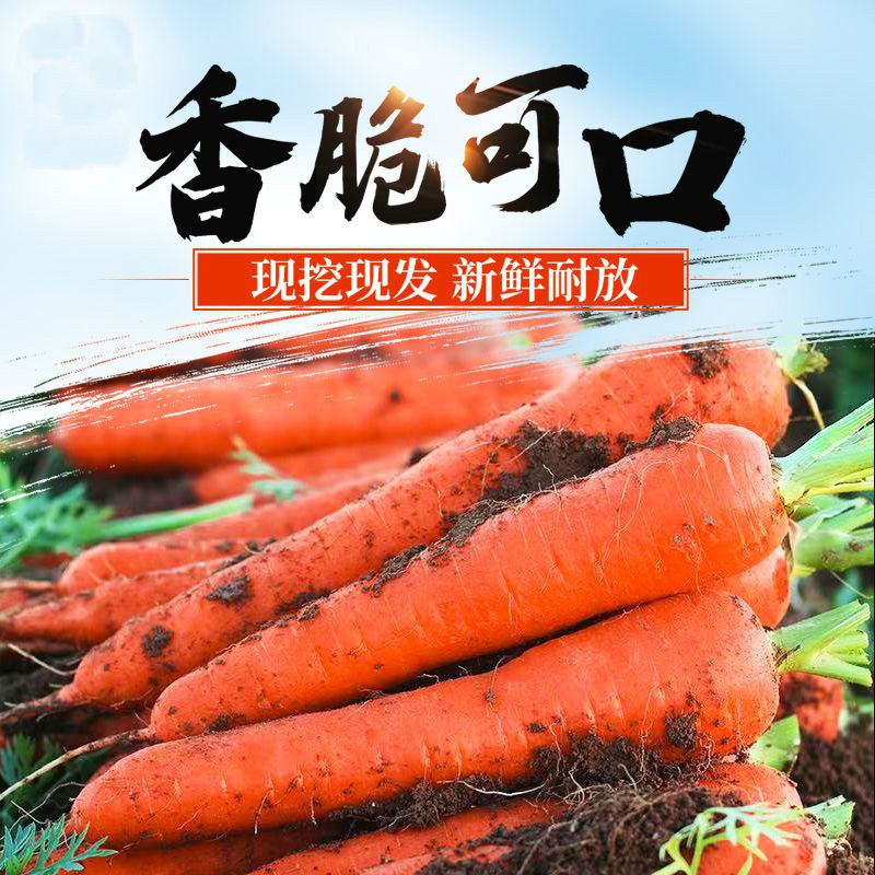 10斤装香脆可口胡萝卜